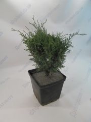 Сабина можжевельник казацкий 3л