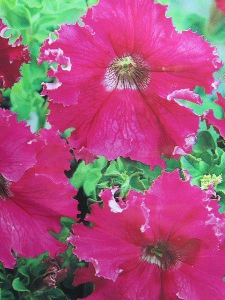 Петунія Каліфорнійські Гіганти F1, великий пакет (Квітень)