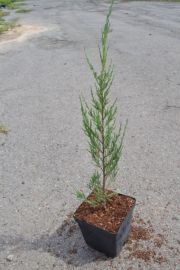 Скайрокет можжевельник скальный 3л