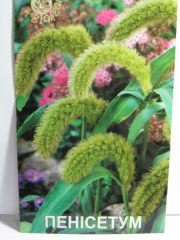 Пенісетум (Квітень)