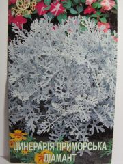 Цинерарія приморська Діамант (Квітень)