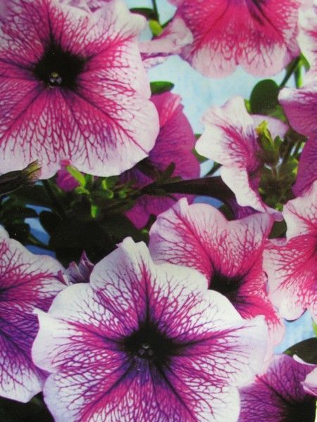 Петунія Брігітта F1, великий пакет (Квітень)