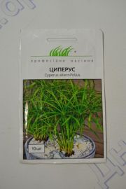 Циперус (ПН)