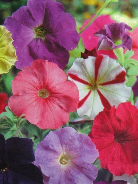 Петунія MIX F1, великий пакет (Квітень)