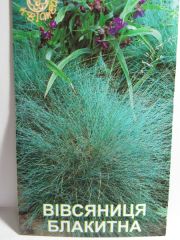 Вівсяниця Блакитна (Квітень)