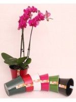 Вазон CALIPSO (3,3 л) 