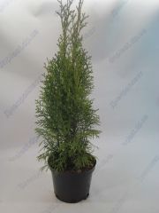 Смарагд туя западная  с3