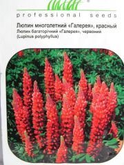 Люпин многолетний 