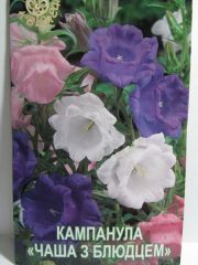 Кампанула 