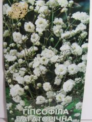 Гіпсофіла Багаторічна (Квітень)