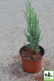 Блю Ароу можжевельник скальный в контейнере 3л 