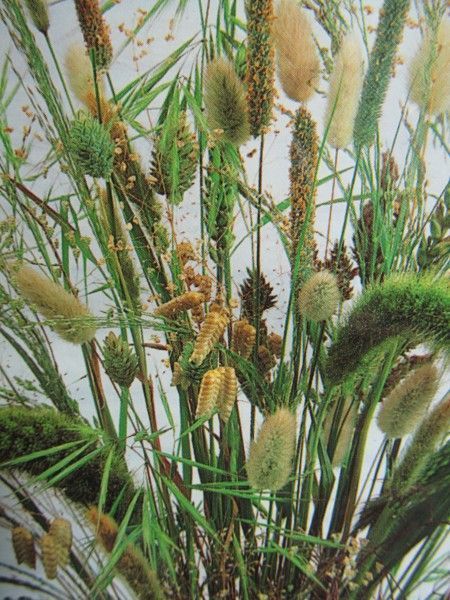 Декоративні злаки (Квітень)