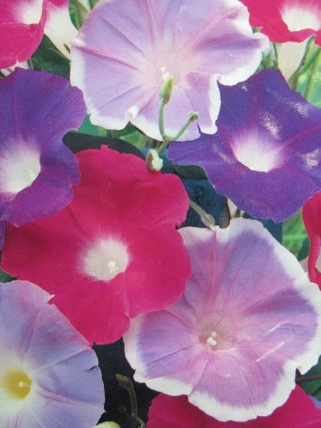 Іпомея, великий пакет (Квітень)