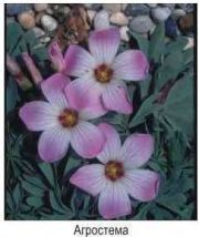 Агросистема(Квитень)