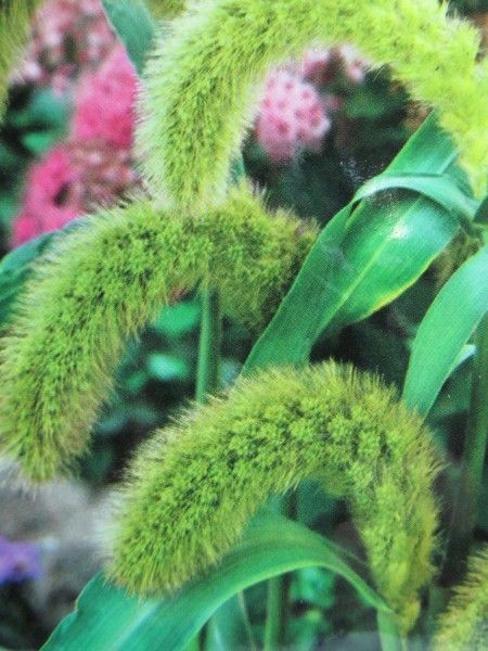 Пенісетум (Квітень)