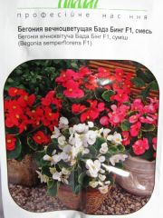 Бегония вечноцветущая 