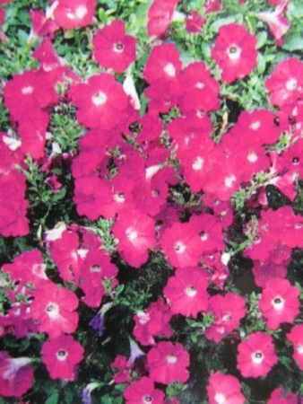 Петунія Лавіна F1 (Квітень)