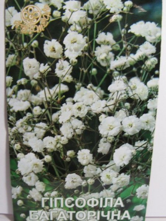 Гіпсофіла Багаторічна (Квітень)
