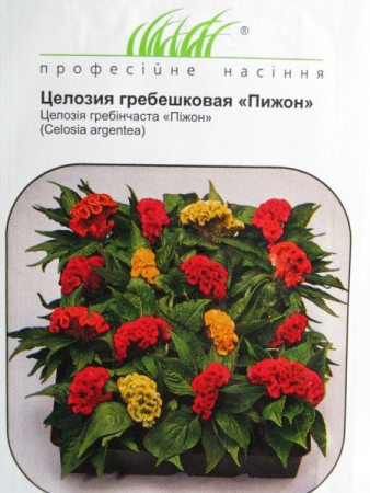 Целозия гребешковая 