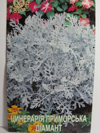 Цинерарія приморська Діамант (Квітень)