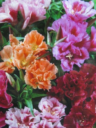 Годеція Азалієвидна, великий пакет (Квітень)