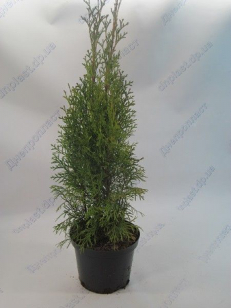 Смарагд туя западная  с3