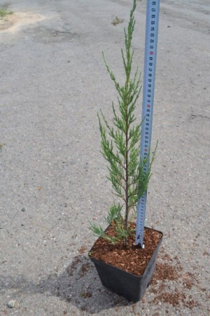 Скайрокет 3л