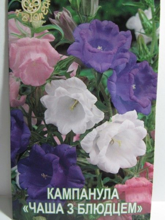 Кампанула 