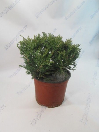 Глаука можжевельник казацкий в контейнере 3л