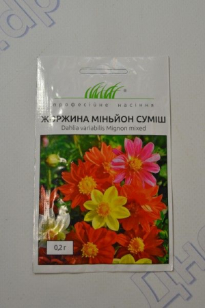Жоржина помпон суміш (ПН)