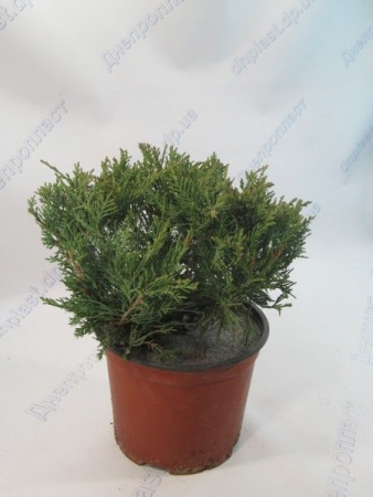 Глаука можжевельник казацкий в контейнере 3л