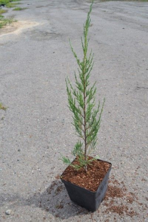 Скайрокет можжевельник скальный 3л