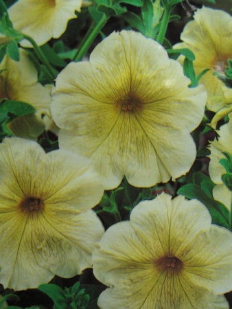 Петунія ZARE F1, великий пакет (Квітень)