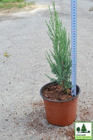 Блю Ароу можжевельник скальный в контейнере 3л