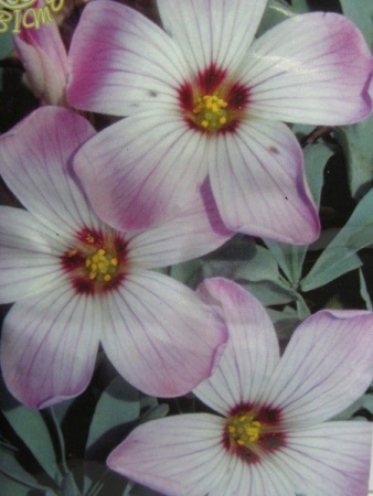 Агростема (Квітень)