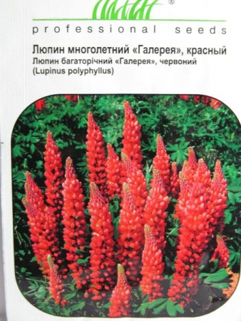 Люпин многолетний 