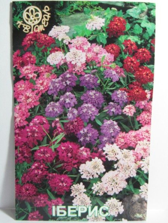 Іберис (Квітень)