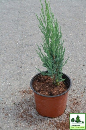 Блю Ароу можжевельник скальный в контейнере 3л 