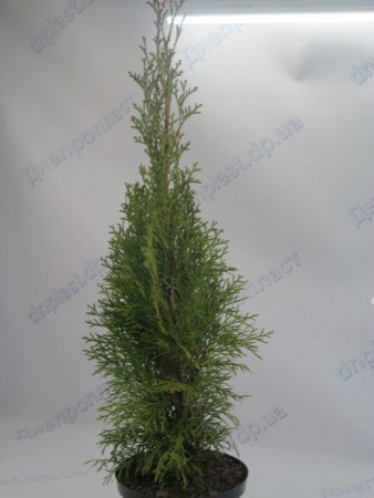 Смарагд туя западная  с3
