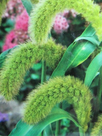 Пенісетум (Квітень)