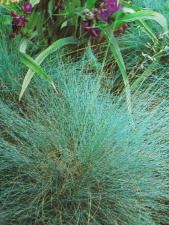 Вівсяниця Блакитна (Квітень)