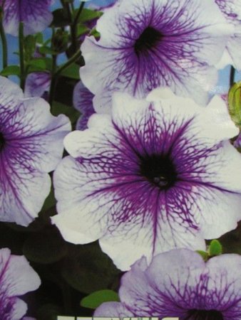 Петунія Нора F1, великий пакет (Квітень)