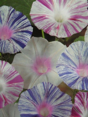 Іпомея Карнавал у Венеції, великий пакет (Квітень)