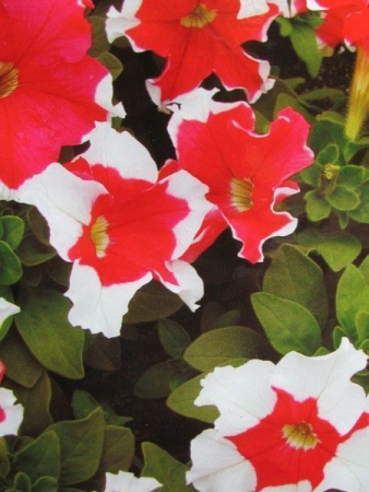 Петунія FROST CHERRY F1, великий пакет (Квітень)