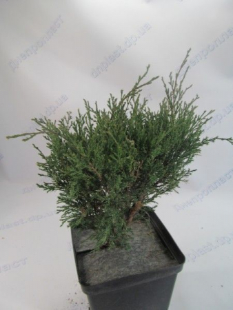 Сабина можжевельник казацкий 3л