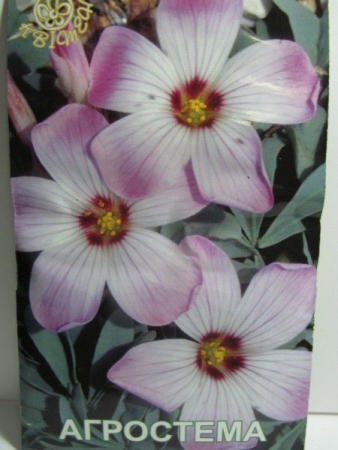 Агростема (Квітень)