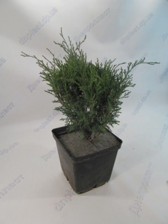 Сабина можжевельник казацкий 3л