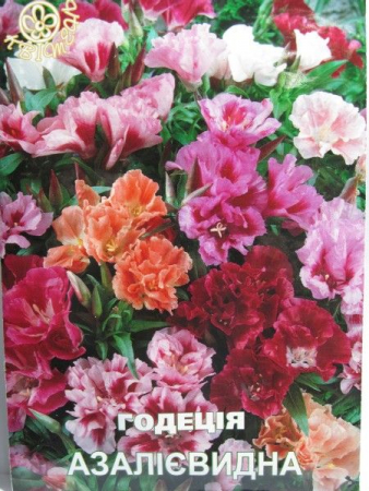 Годеція Азалієвидна, великий пакет (Квітень)